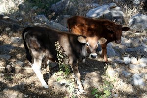 zwei Rinder am Fuße des Monte Graciosa