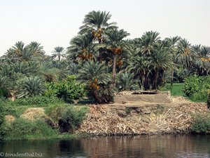 Dattelpalmen am Nil