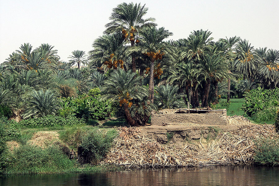 Dattelpalmen am Nil