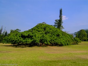 riesige Birkenfeige in Peradeniya