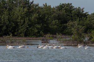 Weiße Pelikane in den Zapata-Sümpfen