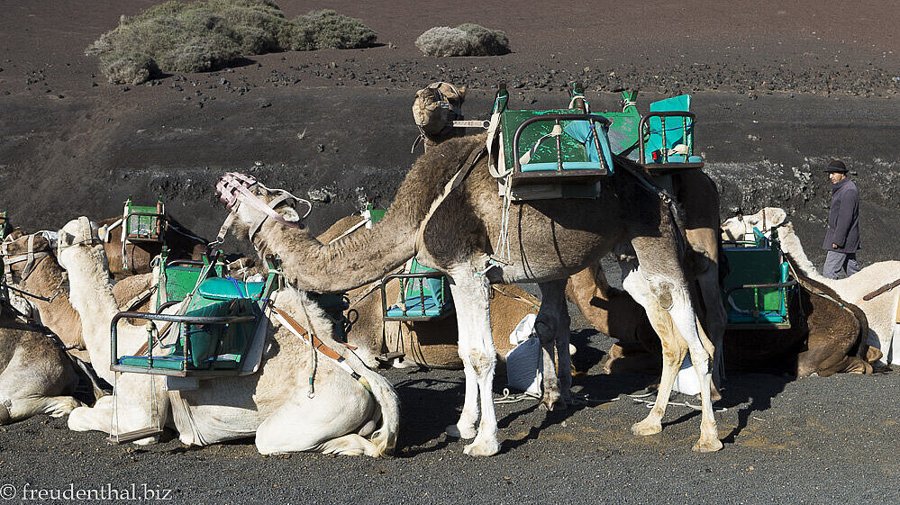 Kamele oder Dromedare im Timanfaya Nationalpark