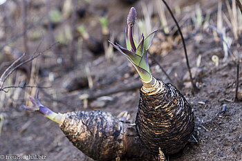 Knollenblume im Royal Natal Nationalpark