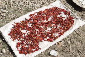 Peperoni, eine der Früchte am Inle-See