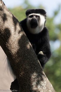 Stummelaffe oder Colobusaffe bei Awassa in Äthiopien