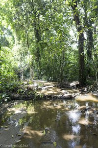 Sumpfland bei bei Cañaveral im Tayrona Nationalpark