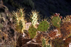 Trockenkünstler am Rande der Höllenschlucht auf Teneriffa