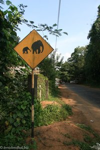 Achtung! Elefanten queren die Straße