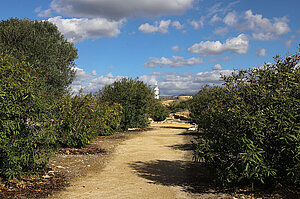 Wanderweg im Archäologischen Park von Kato Pafos