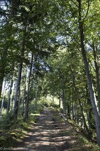 Waldweg zur Riedholzer Kugel