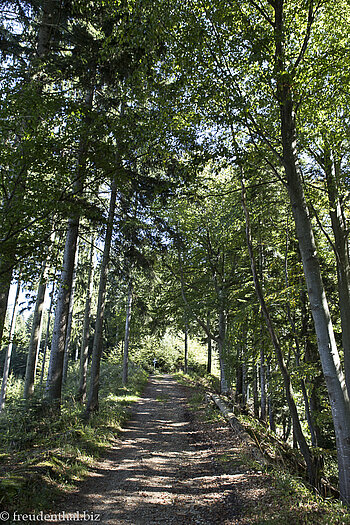 Waldweg zur Riedholzer Kugel