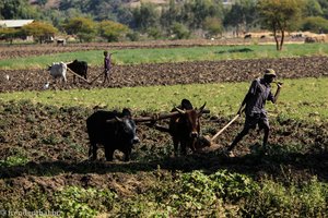 äthiopischer Bauer bei der Feldarbeit