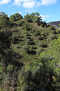 Troodos Lazanias