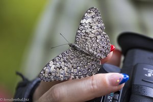 Auch ich wurde hin und wieder von Schmetterlingen belagert.