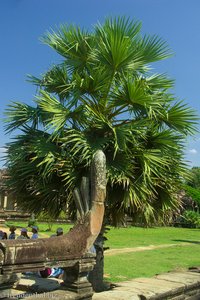 Schatten spendende Palme bei Angkor Wat
