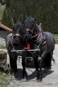 Sie haben die Ruhe weg - Kutschenpferde im Kleinwalsertal