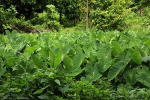 Taro ( Colocasia esculenta), Callaloo