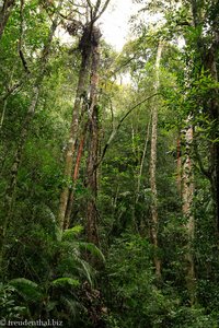 Bergwald im Kinabalu Nationalpark