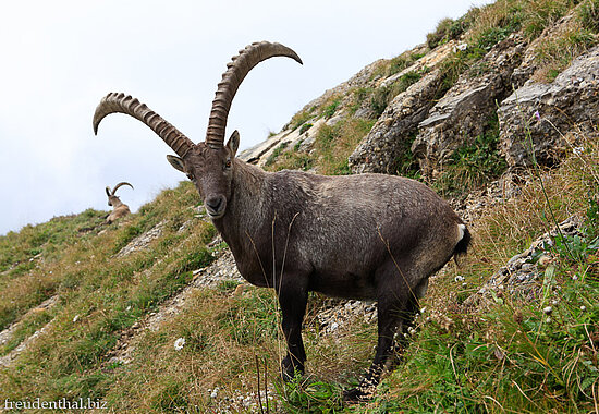 Steinbock am Speer