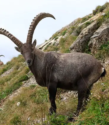 Wanderung von Amden auf den Speer