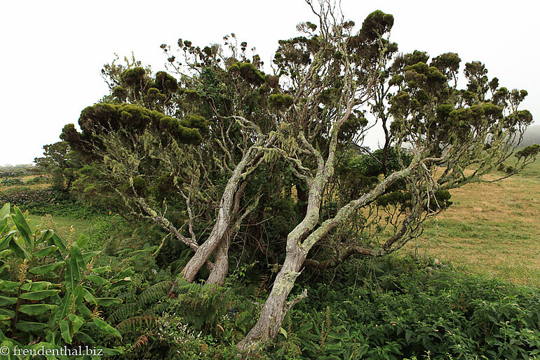 vom Wind gebogene Sträucher auf Faial
