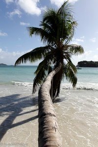 Palme über dem Wasser