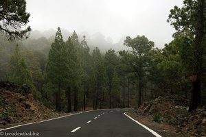 Corona Forestal zwischen Chío und Samara