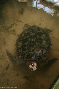 Schmuckschildkröte bei Habaraduwa