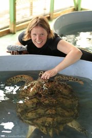 Echte Karettschildkröte, die sich gerne am Hals kraulen lässt.