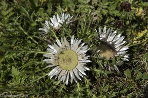 Silberdistel im Kleinwalsertal