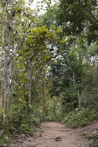 Trekking durch den Wald von Laos