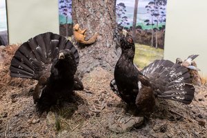 Jagdtrophäen im Schloss Balmoral - Auerhahn