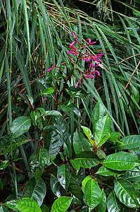 Regenwaldpflanzen auf dem Sendero el Quetzal