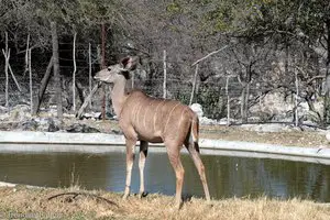 Antilope