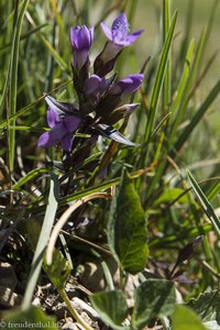 Feldenzian (Gentianella campestris)