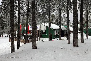 Bäume im Schnee - Olympos auf Zypern