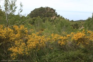 blühender Ginster beim Coll des Pi