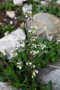 Alpen-Gänsekresse (Arabis alpina)