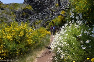 Blütenpracht entlang der Königstour auf Madeira