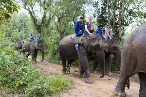 Elefanten im Dschungel von Laos
