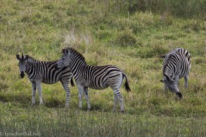 Zebras im iSimangaliso Wetland Park von St. Lucia