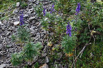 Rittersporn (Delphinium ssp.)