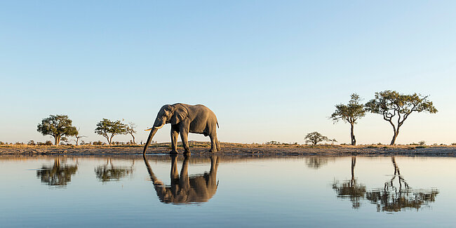 Elefant im Chobe National Park von Botswana