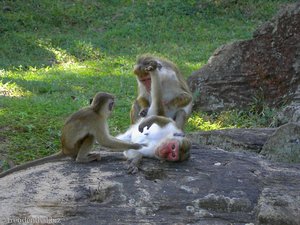 Polonnaruwa - Affen