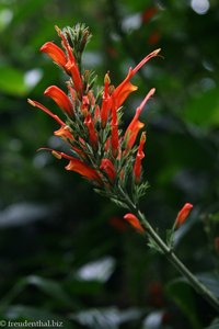 Blüte im Park