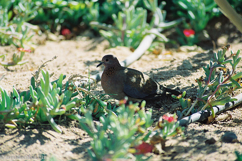 Täubchen im Iberotel Makadi Beach