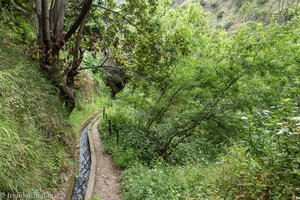 Grüne Landschaft entlang der Levada do Moinho