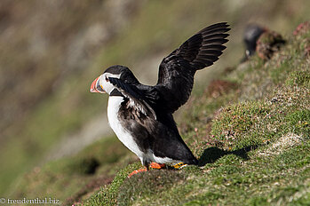 Fliegen ist gar nicht so einach als Papageitaucher