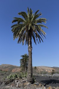 Palme vor Haría