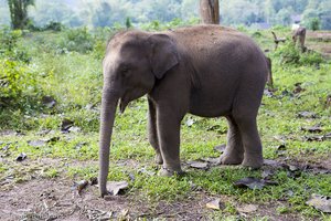 Maxi der Babyelefant im Village